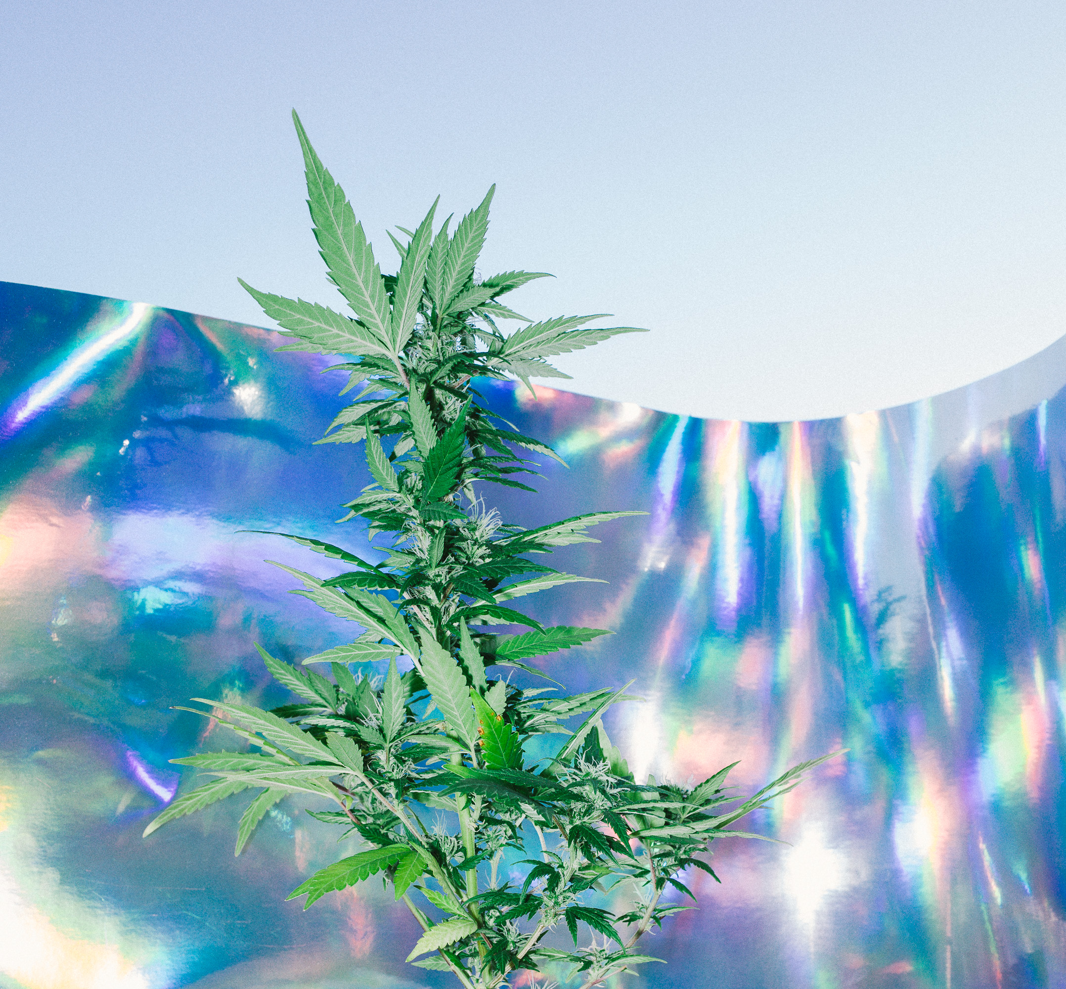 Why You'll Keep Seeing These 5 Weed Acronyms