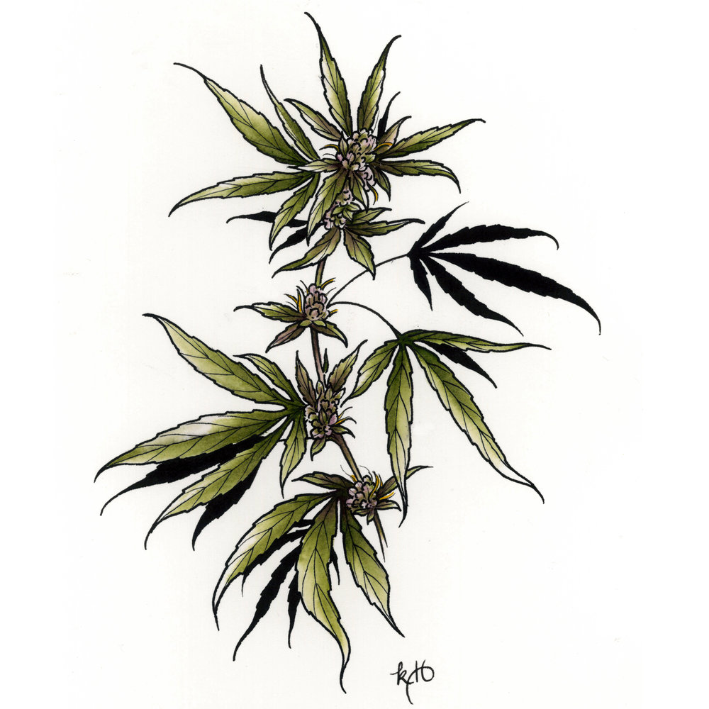 Like CBD? You’ll want to try this other cannabinoid