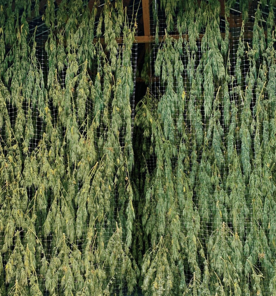 WTF Is Going on with CBD and the FDA?