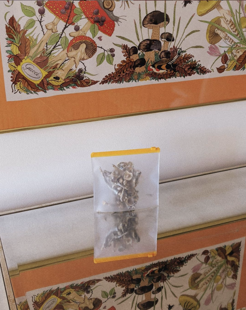 Nice Paper Travel Guide: Shrooms